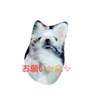 ペキニーズもっちぃ（個別スタンプ：12）