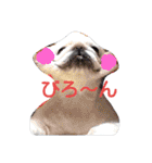 ペキニーズもっちぃ（個別スタンプ：27）