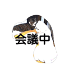 ペキニーズもっちぃ（個別スタンプ：28）
