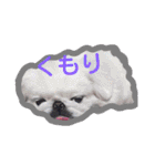 ペキニーズもっちぃ（個別スタンプ：37）