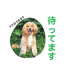 イケメン犬「リオ」のつぶやき（個別スタンプ：5）