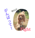 イケメン犬「リオ」のつぶやき（個別スタンプ：6）