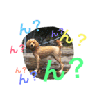 イケメン犬「リオ」のつぶやき（個別スタンプ：10）