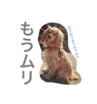 イケメン犬「リオ」のつぶやき（個別スタンプ：11）