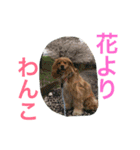 イケメン犬「リオ」のつぶやき（個別スタンプ：16）