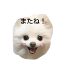 白ポメのムーちゃん（個別スタンプ：13）
