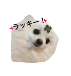 白ポメのムーちゃん（個別スタンプ：21）