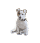 3匹の愛犬（個別スタンプ：7）