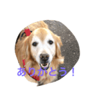 LOVELY  dog2（個別スタンプ：1）
