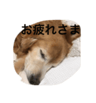LOVELY  dog2（個別スタンプ：2）