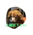 LOVELY  dog2（個別スタンプ：3）