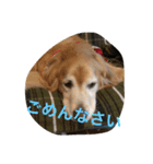 LOVELY  dog2（個別スタンプ：5）