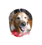 LOVELY  dog2（個別スタンプ：6）