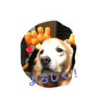LOVELY  dog2（個別スタンプ：7）
