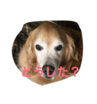 LOVELY  dog2（個別スタンプ：8）