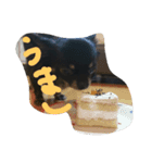 kotaroow（個別スタンプ：2）