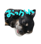 kotaroow（個別スタンプ：3）