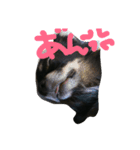 kotaroow（個別スタンプ：4）