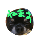 kotaroow（個別スタンプ：5）