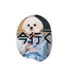 日常生活に溶け込むよ（個別スタンプ：1）
