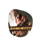 日常生活に溶け込むよ（個別スタンプ：8）