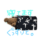 あずきちゃんスタンプ2（個別スタンプ：2）