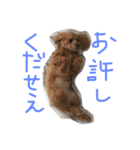あずきちゃんスタンプ2（個別スタンプ：5）