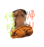 あずきちゃんスタンプ2（個別スタンプ：7）