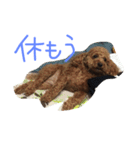 あずきちゃんスタンプ2（個別スタンプ：9）