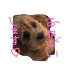 あずきちゃんスタンプ2（個別スタンプ：12）
