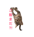 うちの子風太vol.1（個別スタンプ：1）