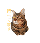 うちの子風太vol.1（個別スタンプ：8）
