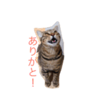 うちの子風太vol.1（個別スタンプ：14）