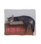 うちの子風太vol.1（個別スタンプ：19）