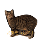うちの子風太vol.1（個別スタンプ：20）