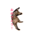 うちの子風太vol.1（個別スタンプ：24）