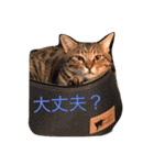うちの子風太vol.1（個別スタンプ：25）