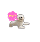 ビションフリーゼとうふちゃん（個別スタンプ：14）
