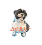 シーズー日常スタンプ（個別スタンプ：2）