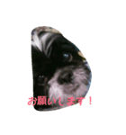 シーズー日常スタンプ（個別スタンプ：4）