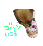 ここああああああ（個別スタンプ：6）