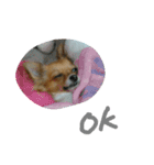 ここああああああ（個別スタンプ：11）