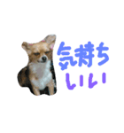 ここああああああ（個別スタンプ：12）