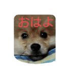 蒼空くんの日常（個別スタンプ：3）
