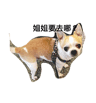 chihuahua miru（個別スタンプ：1）