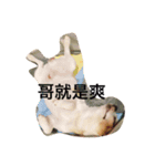 chihuahua miru（個別スタンプ：2）