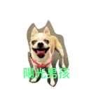 chihuahua miru（個別スタンプ：3）