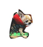 chihuahua miru（個別スタンプ：4）