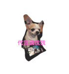 chihuahua miru（個別スタンプ：5）