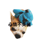 chihuahua miru（個別スタンプ：6）